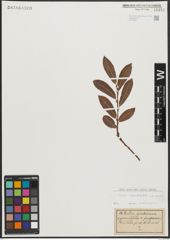 Foto von Salix appendiculata Vill. x Salix purpurea L.